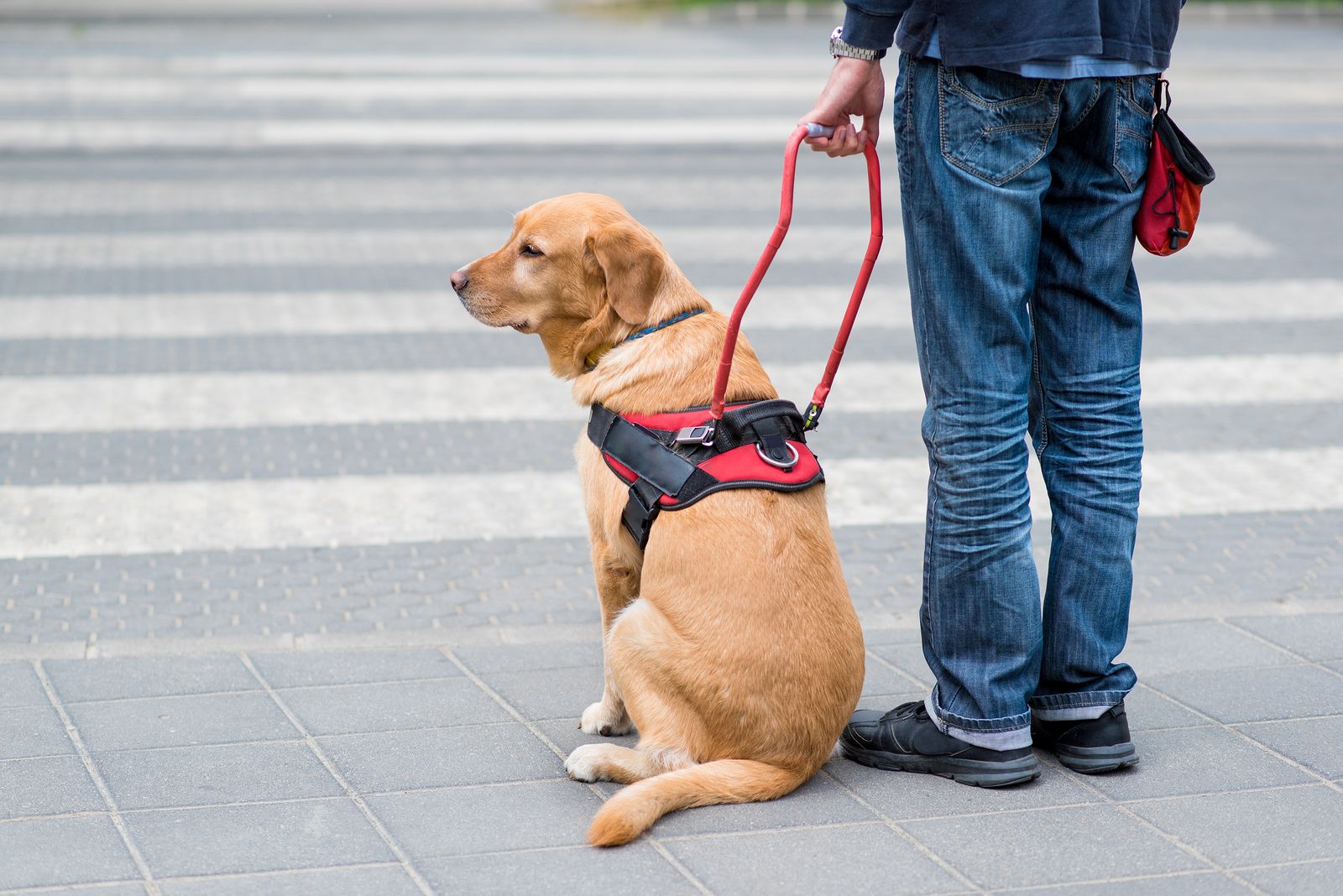 La prohibición de ingreso a los perros guías a los establecimientos constituye un acto de discriminación por indiferenciación
